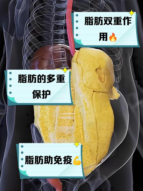 脂肪真的就一无是处吗？专业医师怎么说？