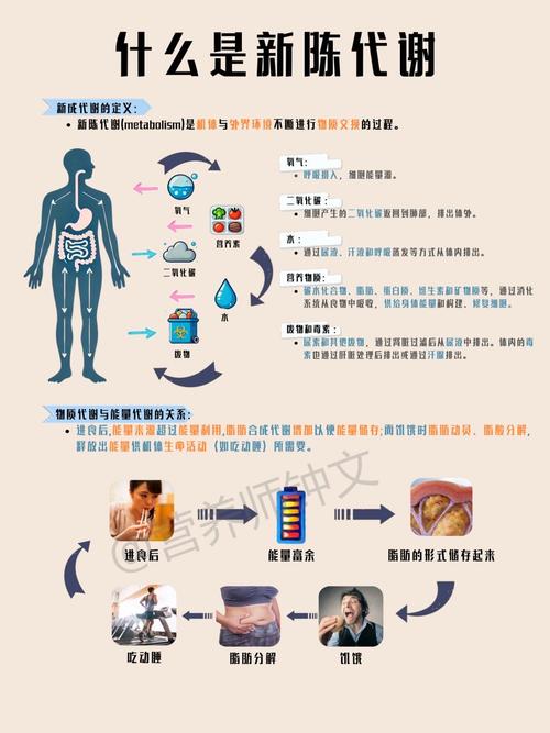 哪些因素会影响人体的新陈代谢速度？