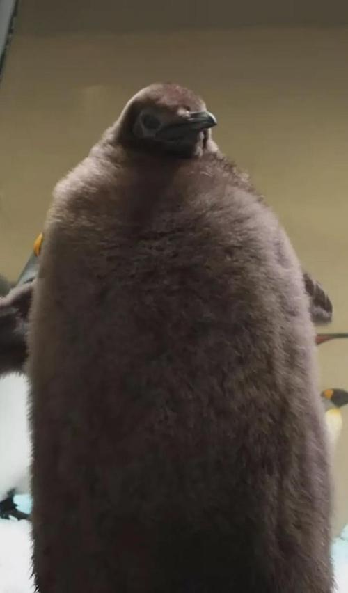 世界十大最胖动物名单中，竟然会有它？这让人惊讶不已！