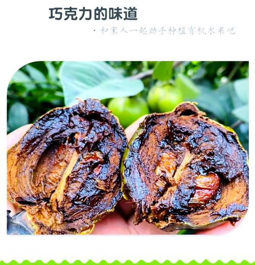 这种味道像巧克力的神奇减肥水果，是不是就是黑人心果呢？