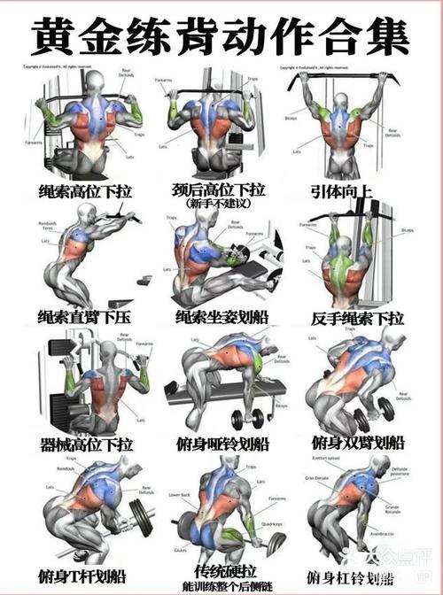 如何制定男人美背塑造计划的全攻略？