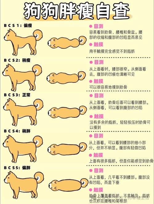 狗狗如何从17公斤成功减肥，逆袭成为明星级狗狗？