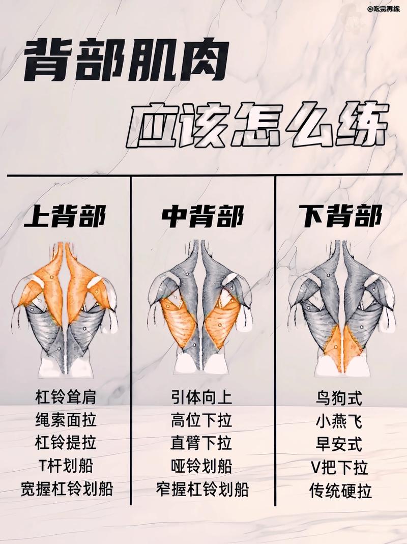 如何同过背部健美运动打造完美背部线条？