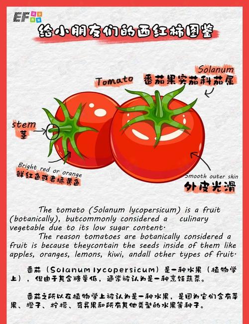 番茄中竟然含有这种神奇成分，你真的知道吗？