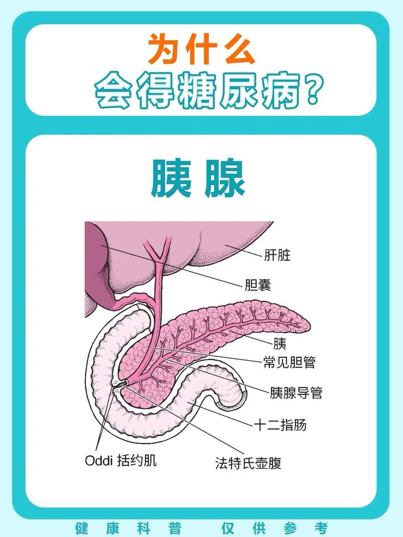 肥胖为何会成为诱发糖尿病的高风险因素之一呢？