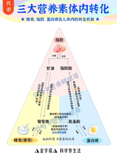 人体在哪些具体生理活动中，能量是如何被消耗和转化的？