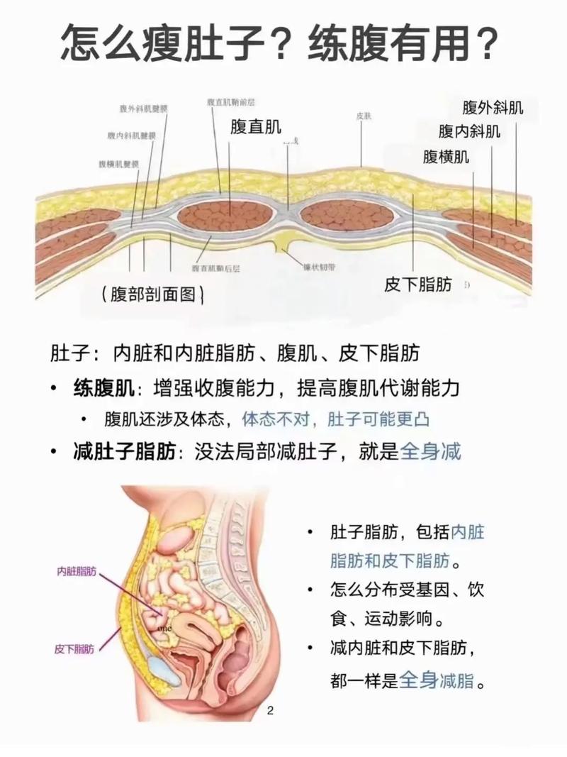 为什么腹部赘肉忒别难减，主要是由哪六个原因造成的呢？