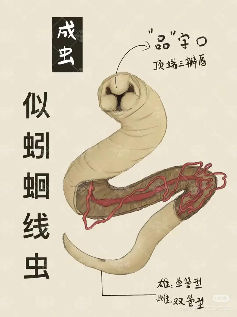 蛔虫卵真的能通过摄入帮助人体减肥吗？