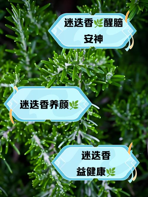 有哪些香味可以让人闻了之后自然变瘦？