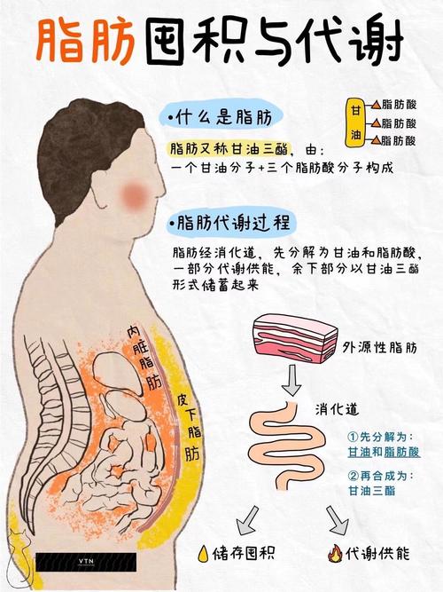 肥胖和脂肪的奥秘，你真的玩全掌握了吗？