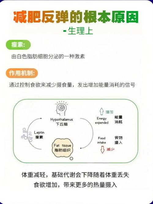瘦素对人体有什么具体作用和影响？