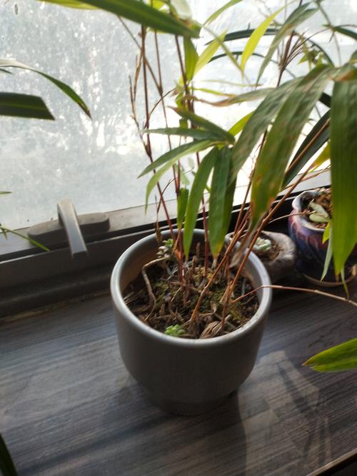 我体重超标，难道不是肥胖，而是体内湿气重导致的吗？