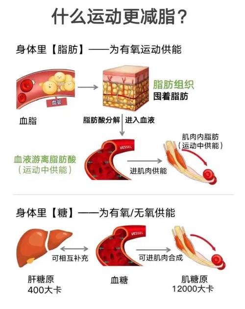 脂肪细胞在人体内是如何储存和调节能量的？