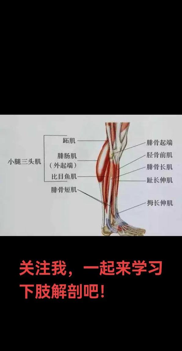 小腿为什么会因为长肌肉而变成肌肉腿？