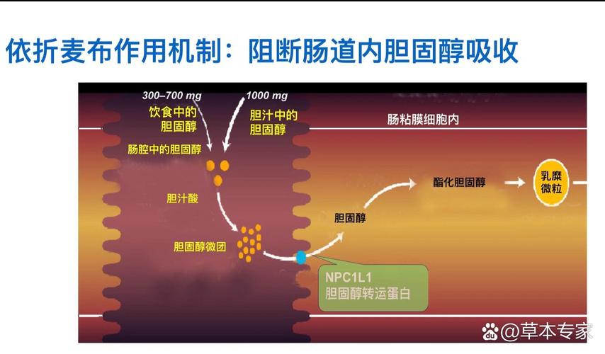药物减肥的透析作用机理是什么？