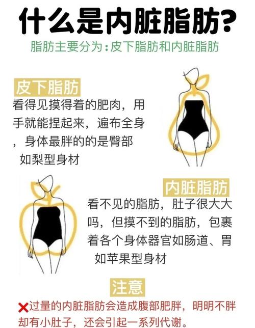 脂肪在人体内究竟扮演着怎样的关键角色？