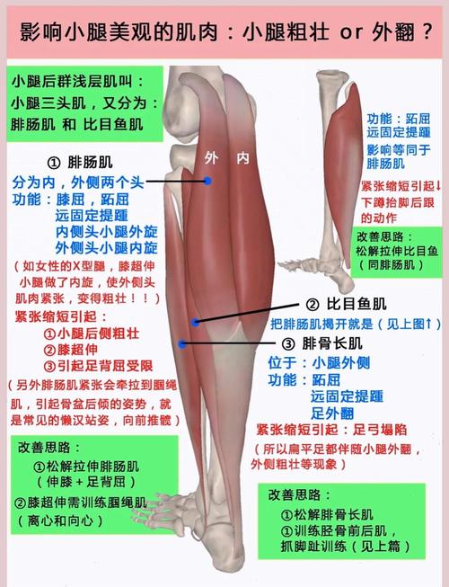 小腿为什么会变成肌肉腿？长肌肉腿的原因是什么？