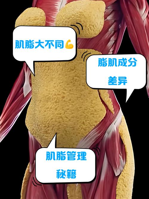 减肥后脂肪会转化成肌肉吗？