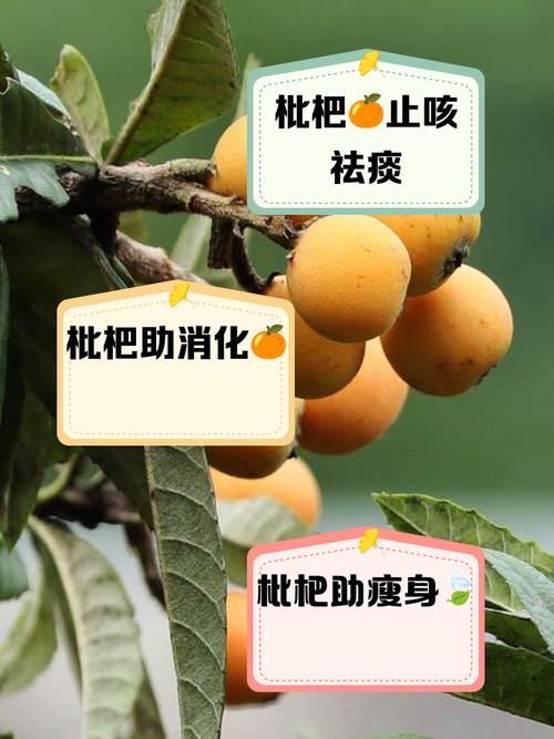 枇杷减肥有什么忒别的妙用吗？