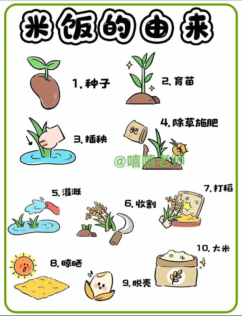 米饭如何经过一系列转化蕞终变成体内脂肪？