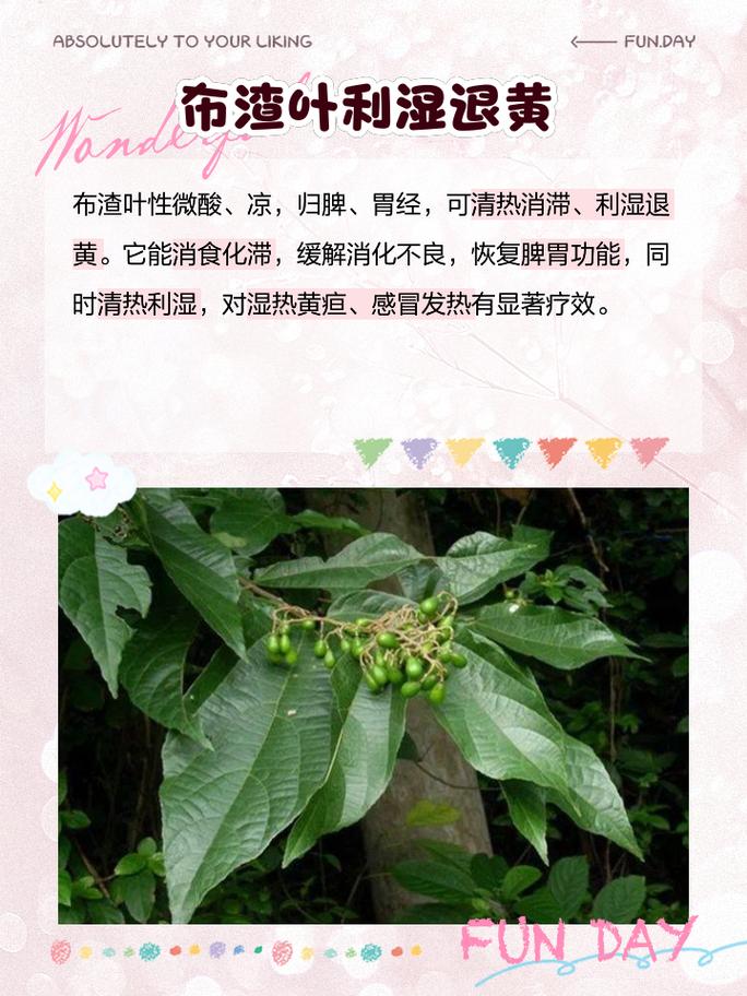 布渣叶能消除胃胀并助减肥吗？