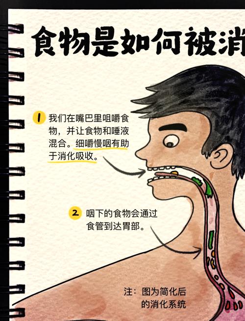 肚子咕咕叫是消化系统在做什么？