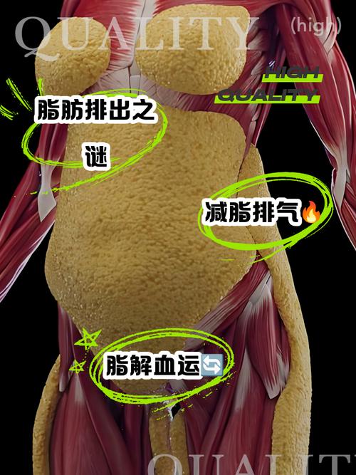 脂肪燃烧的四个步骤具体是怎样的？