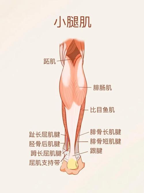 小腿为什么会因为长肌肉而变成肌肉腿？