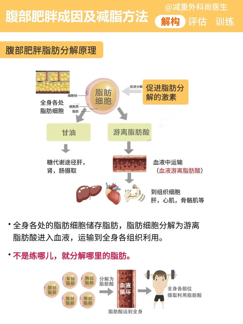 肥胖是如何在日常生活中逐渐形成的复杂过程？