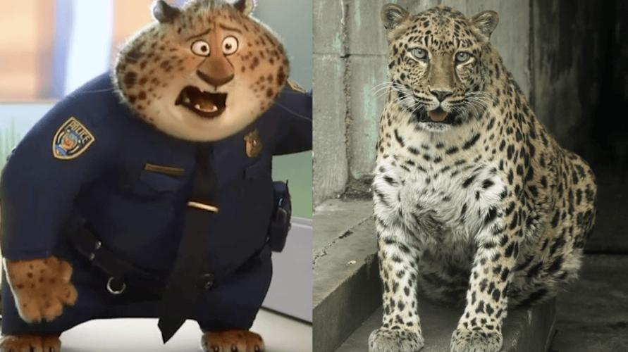 世界十大最胖动物中，竟然有它？这可能是哪一种动物呢？