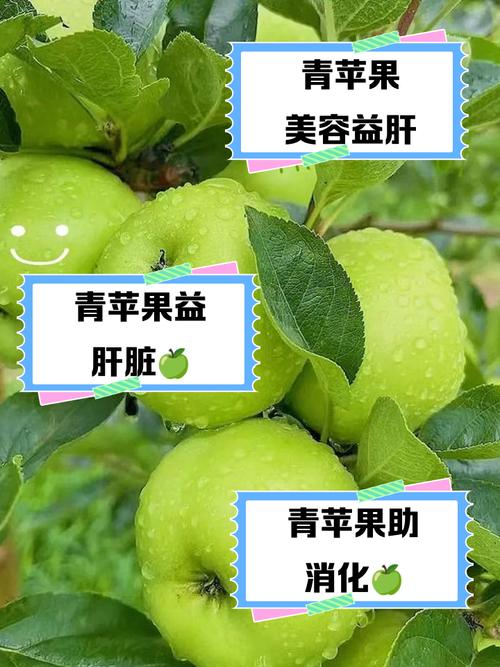 晨起睡前吃青苹果真的能帮助减肥吗？