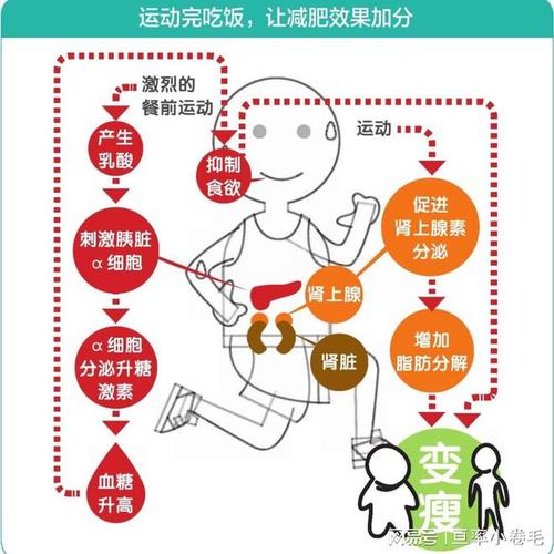 瘦身运动前后应该如何调整饮食结构以达到最佳效果？