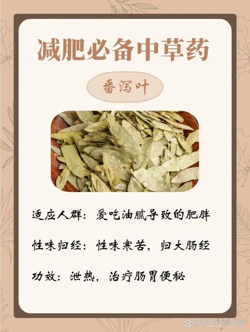 哪些中草药可以用来有效预防肥胖呢？