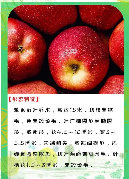 吃对苹果真的多多益善吗？营养学家怎么说？