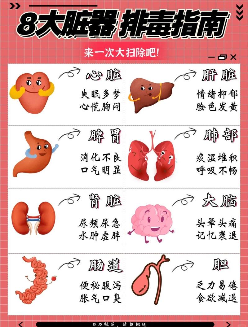 春节如何排毒促代谢，避免长膘呢？