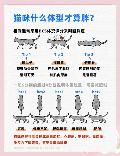 如何通过7招养喵咪好胃口，轻松秒杀猫咪体内脂肪？