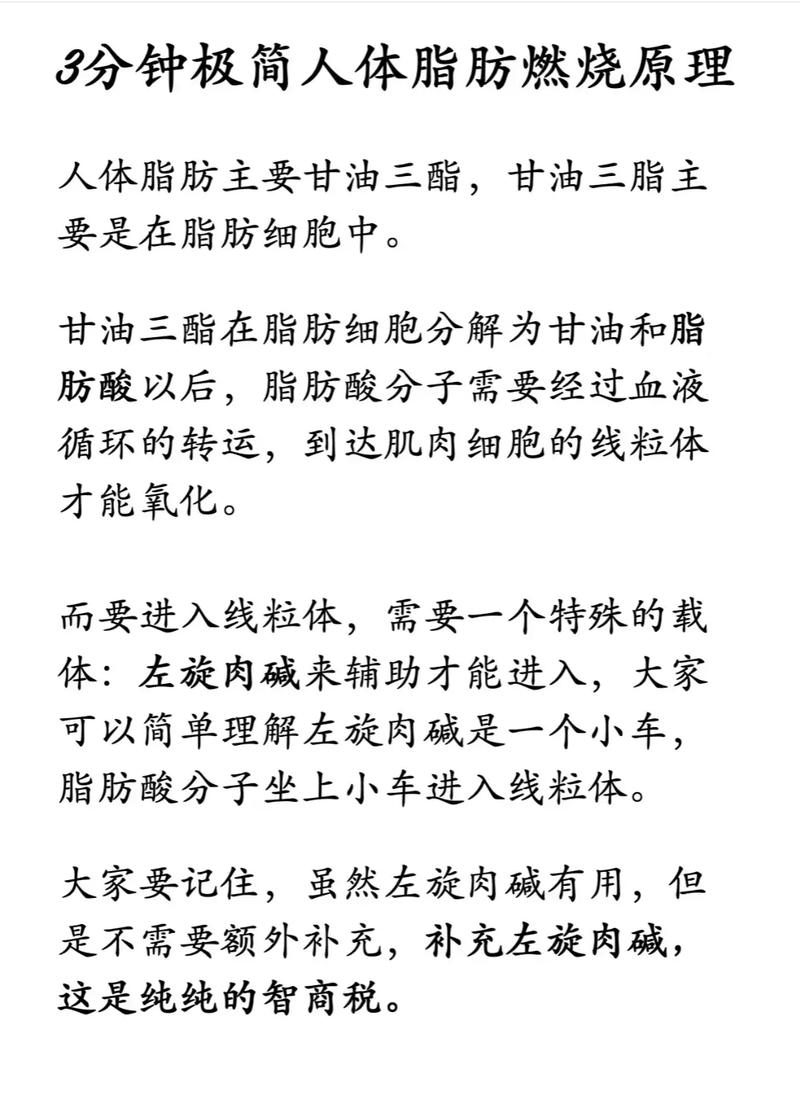 如何快速有效地让肚子脂肪燃烧的方法有哪些？