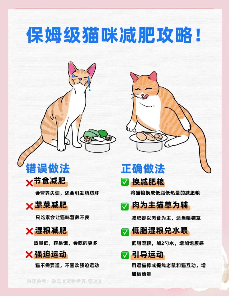 如何通过7招养喵咪好胃口，轻松秒杀猫咪体内脂肪？