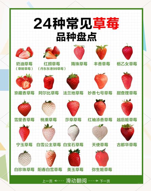 每天吃草莓真的能帮助不爱运动的人减肥吗？