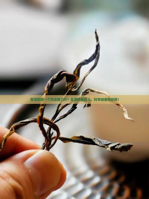 一个月内喝普洱茶能减掉10斤体重吗？