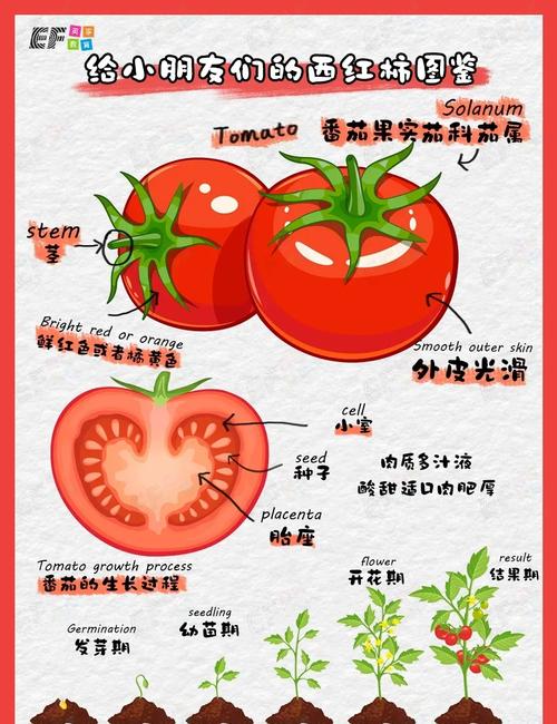 番茄中竟然含有这种神奇成分，你真的知道吗？
