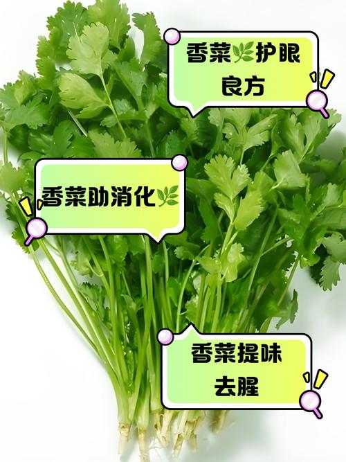 香菜的神奇减肥效果究竟有多厉害？
