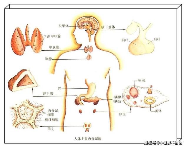 吸脂减肥真的会影响内分泌吗？需谨慎考虑啊？