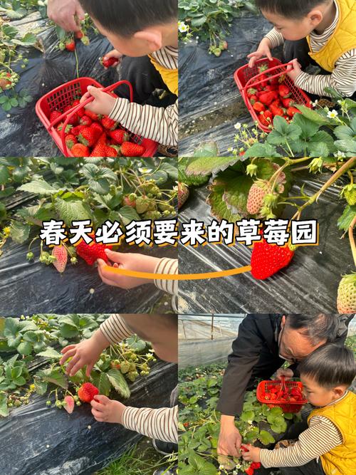 草莓种植、采摘、保存、食用，有哪些注意事项和技巧？