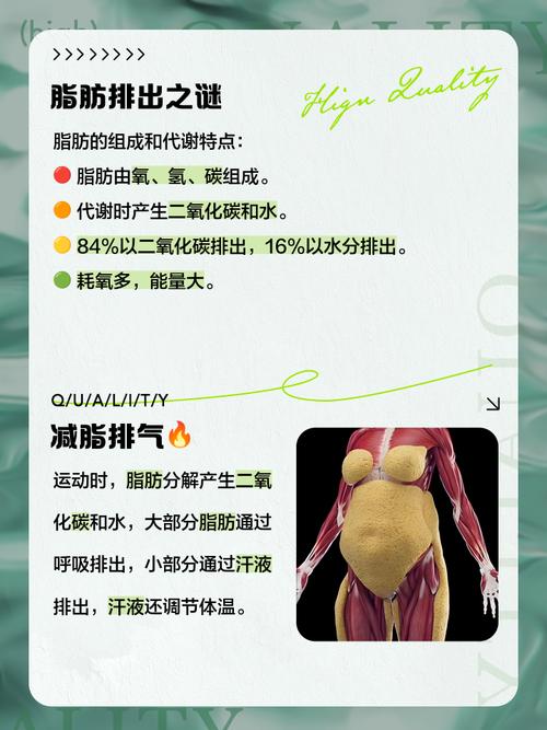 脂肪燃烧的四个步骤具体是怎样的？