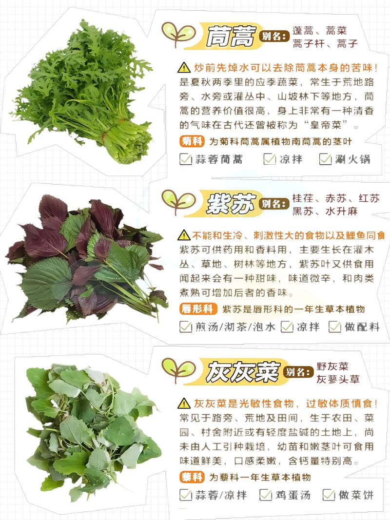 春季多吃哪些野菜能帮助有效减肥呢？