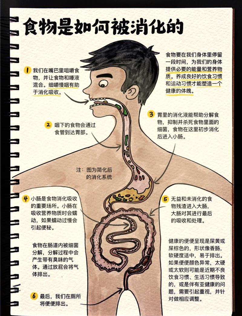 肚子咕咕叫是消化系统在做什么？