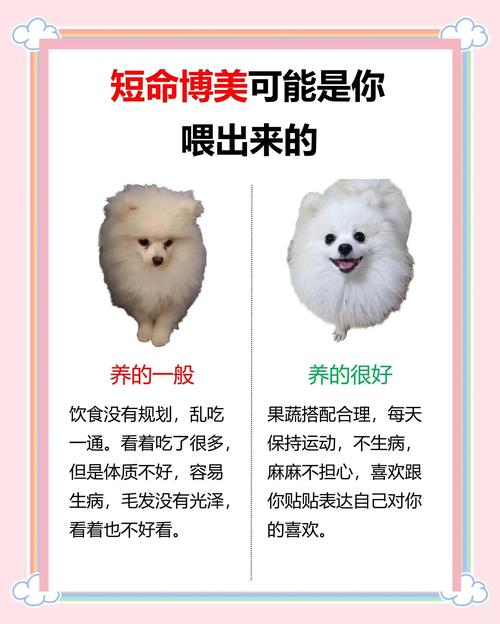 人狗搭档减肥真的嫩提高效率吗？